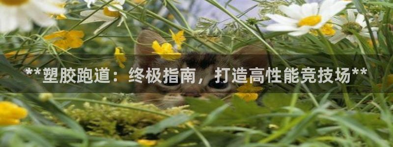 尊龙长相评价：**塑胶跑道：终极指南，打造高性能竞技场**